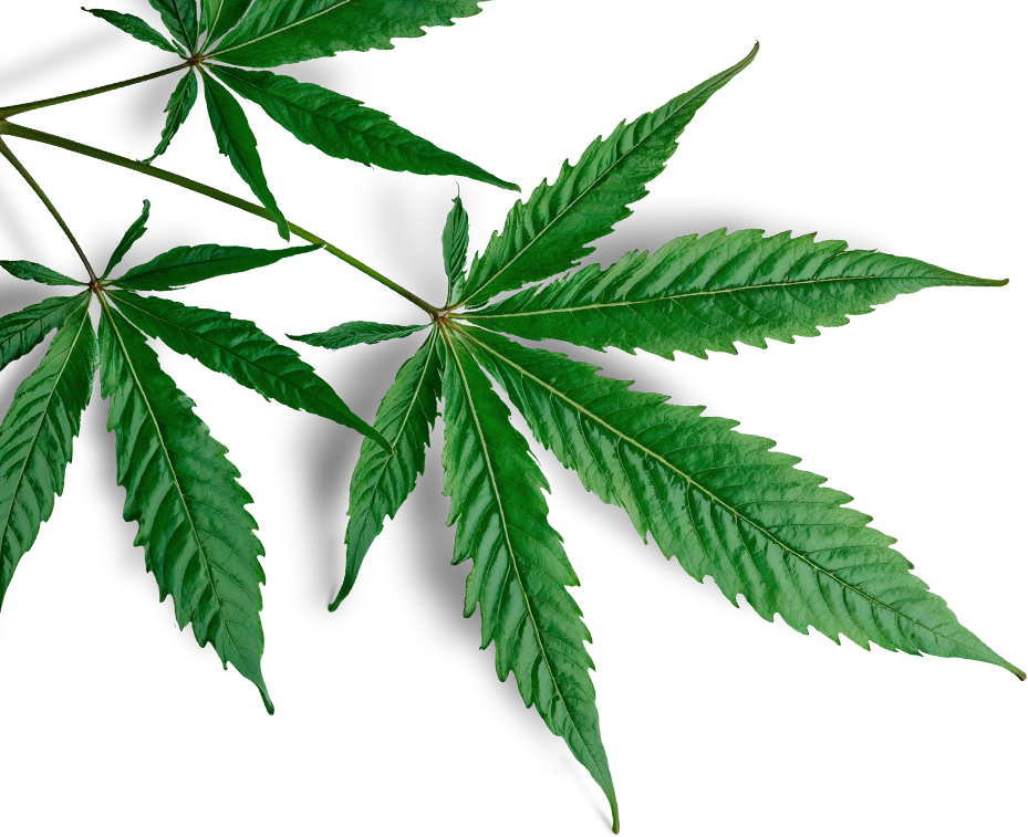 img-leaf