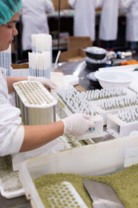 cannabis brands outsourcing production 2026